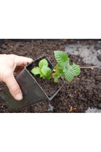 Ожина Понка контейнер Р9 / 0,5 л